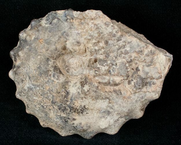 Bumpy Mammites Nodosoides Ammonite - #13295